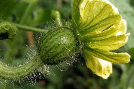 西瓜開花坐果期能澆水嗎