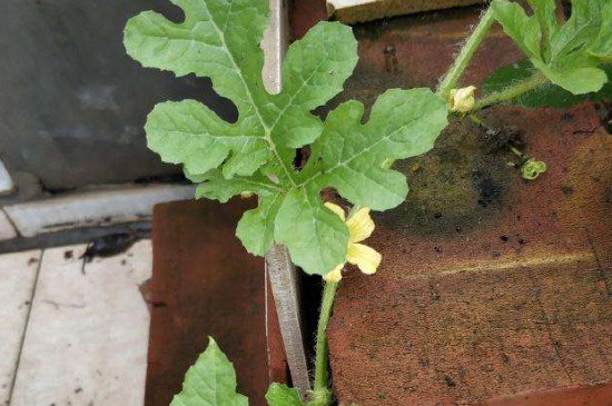 西瓜開花坐果期能澆水嗎