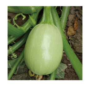 麗珠（燈泡型）