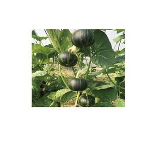 百合貝貝 (貝貝六號)