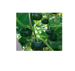 桂花貝貝 (貝貝一號)