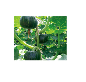 蘭花貝貝 (貝貝二號)