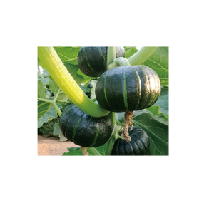 牡丹貝貝 (貝貝四號)