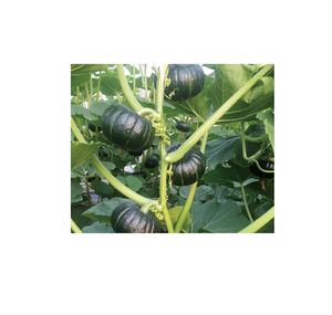 菊花貝貝 (貝貝五號)