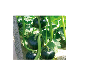 茉莉貝貝 (貝貝三號)