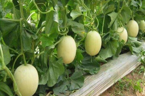 甜瓜播種方法，4個步驟可達到高產種植